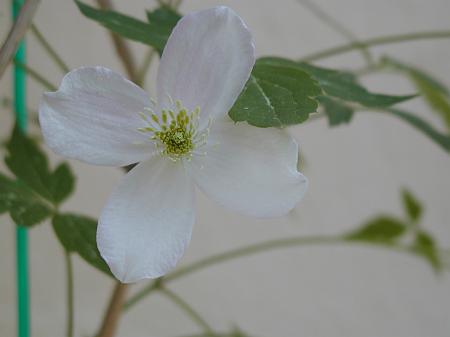 hibiskus2.JPG