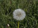 pusteblume