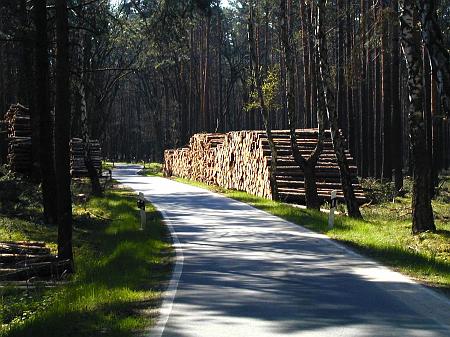 baumstaemme.jpg